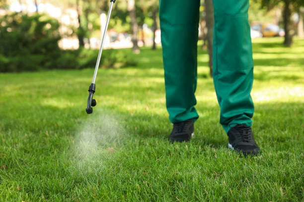 Best Bed Bug Extermination  in Las Maravillas, NM