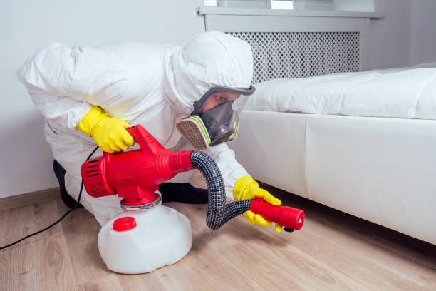 Best Local Pest Control Services  in Las Maravillas, NM