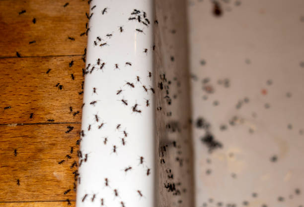 Best Affordable Pest Control Services  in Las Maravillas, NM