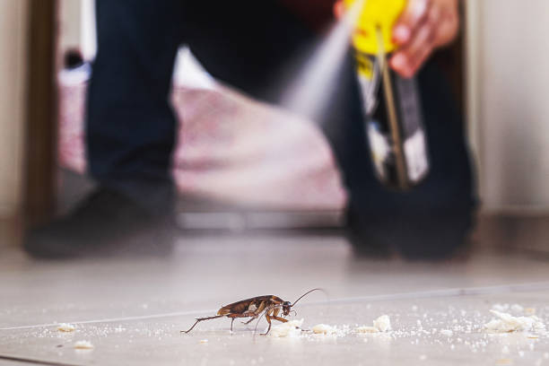 Flea Control Services in Las Maravillas, NM