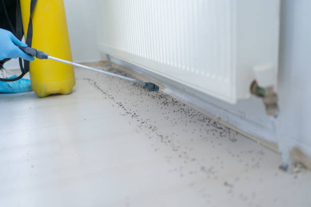 Best Cockroach Control Services  in Las Maravillas, NM