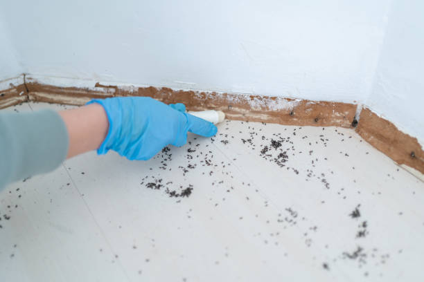 Best Mosquito Control Services  in Las Maravillas, NM